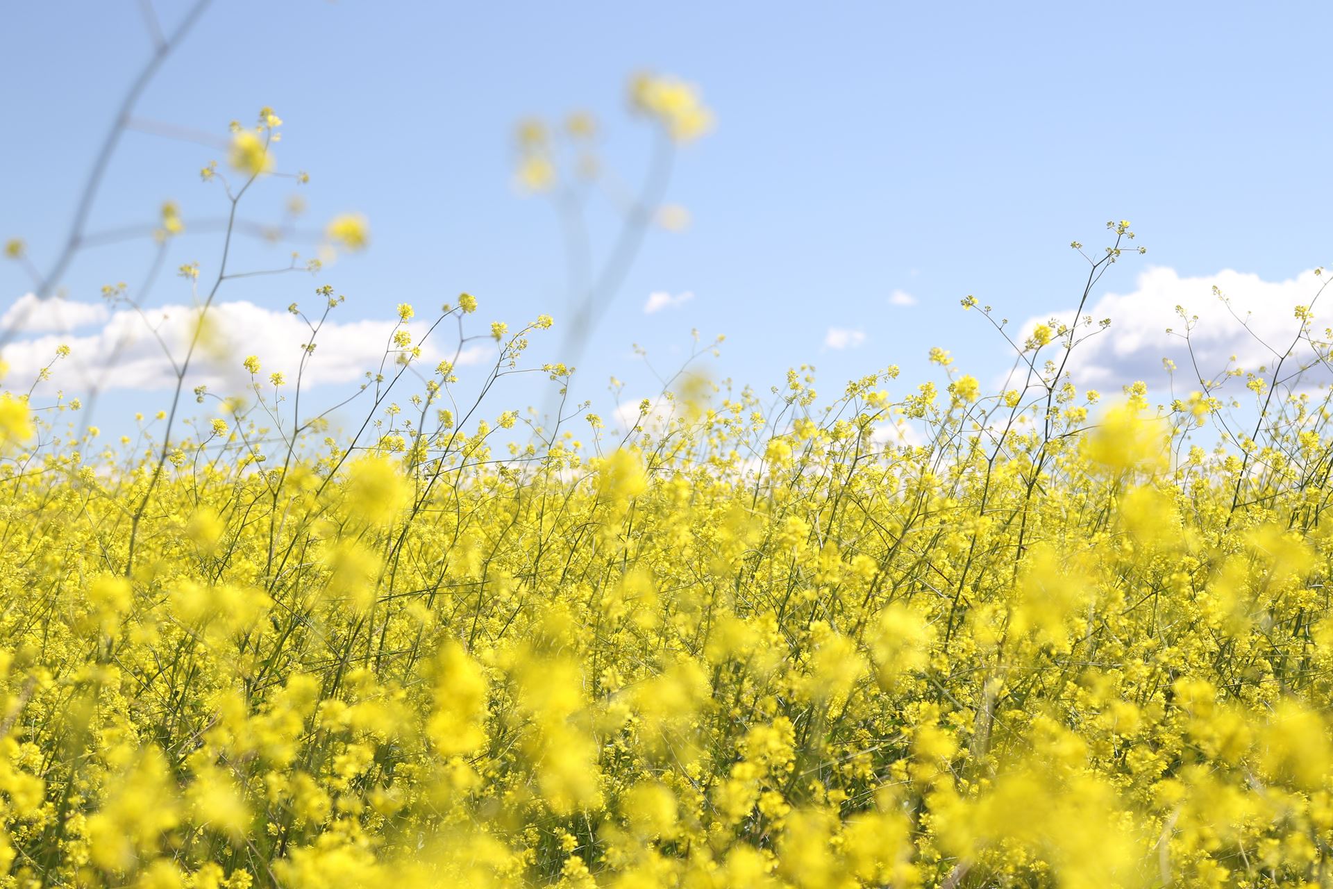 flower field